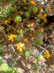 Pultenaea gunnii