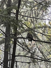 Glaucidium gnoma