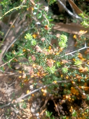 Pultenaea gunnii