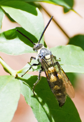 Campsomerinae