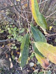 Salix scouleriana