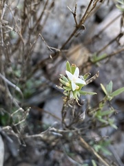 Stenaria nigricans
