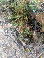 Pultenaea gunnii