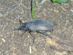 Bothrotes canaliculatus