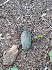 Bothrotes canaliculatus