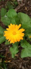 Calendula