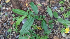 Rhamnus formosana