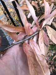 Lindera glauca salicifolia