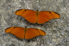 Dryas iulia moderata