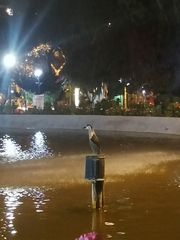 Nycticorax nycticorax