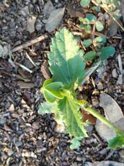 Rhynchosida physocalyx