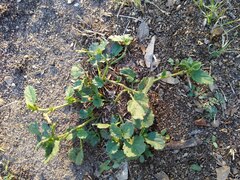 Rhynchosida physocalyx