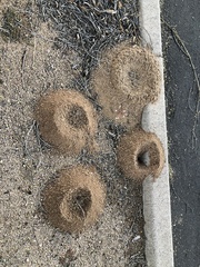 Acromyrmex versicolor