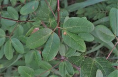 Pithecellobium dulce