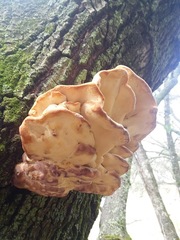 Laetiporaceae