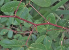 Pithecellobium dulce