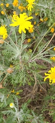Euryops pectinatus