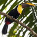 Yellow-throated Toucan - Photo (c) Jay Taft, some rights reserved (CC BY-NC)