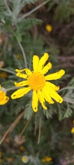 Euryops pectinatus