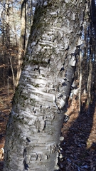 Betula papyrifera