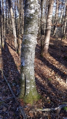 Betula papyrifera