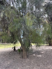 Melaleuca styphelioides
