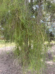 Melaleuca styphelioides