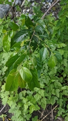 Rhamnus formosana