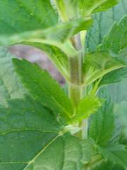 Teucrium