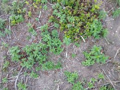 Teucrium