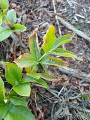 Cephalanthus occidentalis