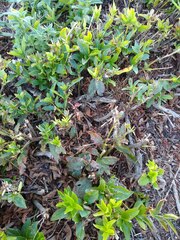 Cephalanthus occidentalis