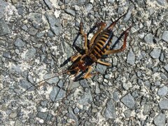 Hemideina crassidens