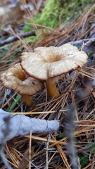 Craterellus