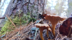 Craterellus