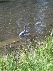 Egretta novaehollandiae novaehollandiae
