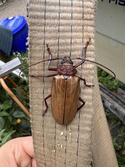 Agrianome spinicollis