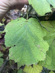 Corylus cornuta