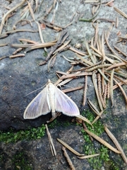 Palpita vitrealis