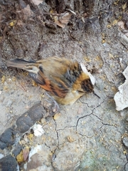 Phleocryptes melanops