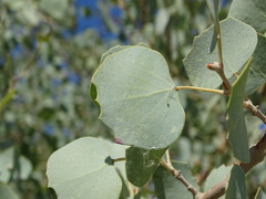 Populus pruinosa