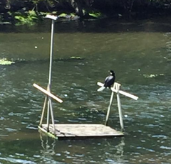 Microcarbo melanoleucos brevirostris