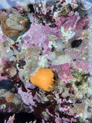 Acanthodoris lutea