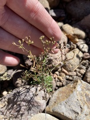Stenaria nigricans