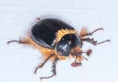 Pleocoma dubitabilis dubitabilis