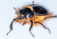 Pleocoma dubitabilis dubitabilis