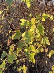 Physocarpus capitatus