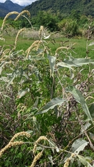 Persicaria lapathifolia lanata