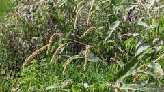 Persicaria lapathifolia lanata