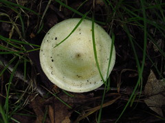 Lactarius maculatipes